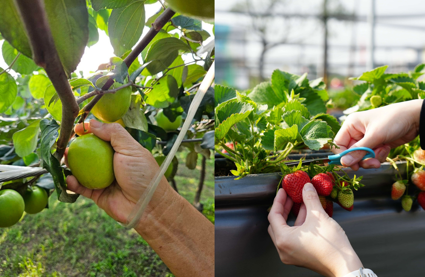 Silks Place Tainan: Spring Fruit Picking Agritourism Package