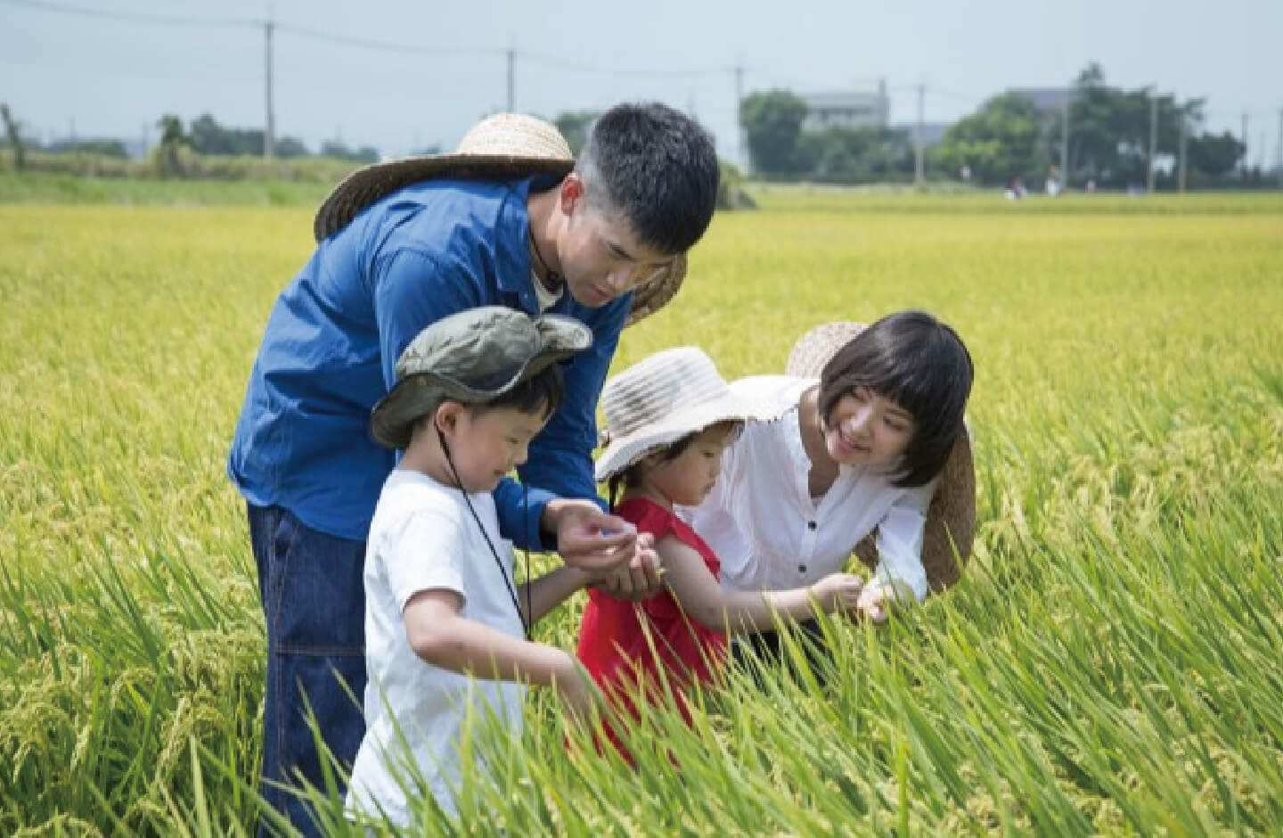 Experience Rice Cultivation with Silks Place Tainan