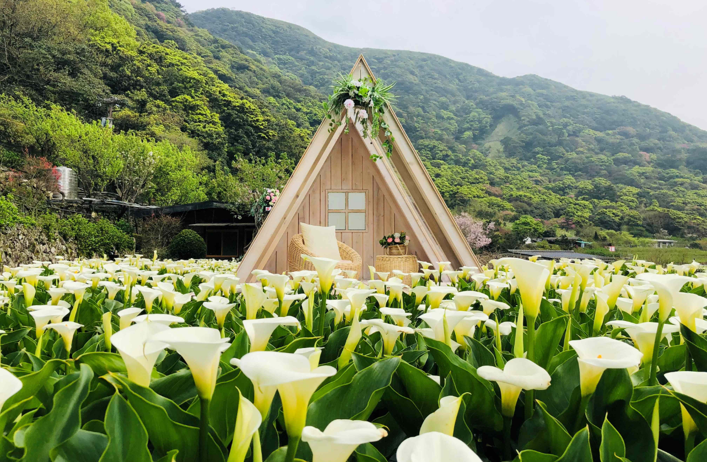 北投晶泉丰旅春遊竹子湖，享低碳賞花趣